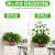 初捨植物緑植固定器緑色のローサーゼルス家庭用無跡である藤ツルフルカードのバークは室内のグリーンカラーです。